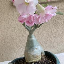 Location: Tampa, Florida
Date: 2021-10-09
New desert rose, nicknamed “Ballet Bloom”.
