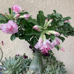 Location: My garden in Tampa, Florida
Date: 2022-09-10
This is my grafted desert rose that is loaded with blooms and bud