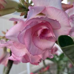 Location: My garden in Tampa, Florida
Date: 2023-03-15
My ‘ Good Luck’ desert rose is now starting to rebloom!