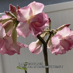 Location: My garden in Tampa, Florida
Date: 2023-03-15
My Good Luck desert rose.