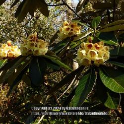Location: Howick Hall gardens, Northumberland, England UK 
Date: 2021-04-14
Rhododendron macabeanum