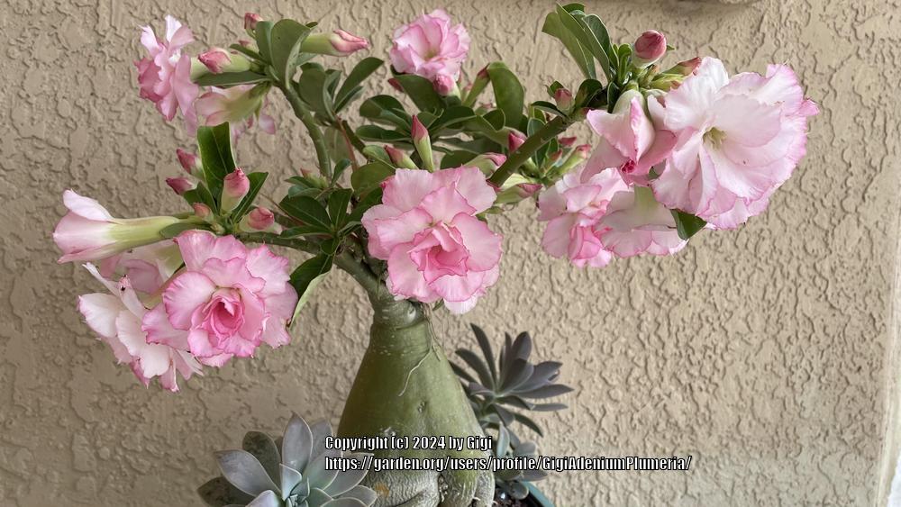 Photo of Desert Rose (Adenium 'Good Luck') uploaded by GigiAdeniumPlumeria