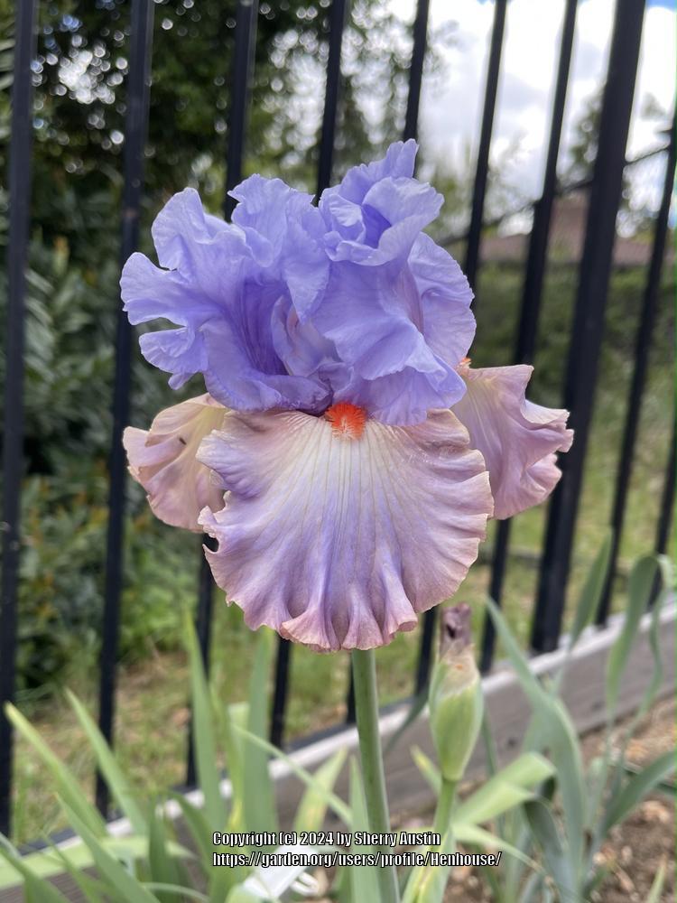 Photo of Tall Bearded Iris (Iris 'Oh What Fun') uploaded by Henhouse