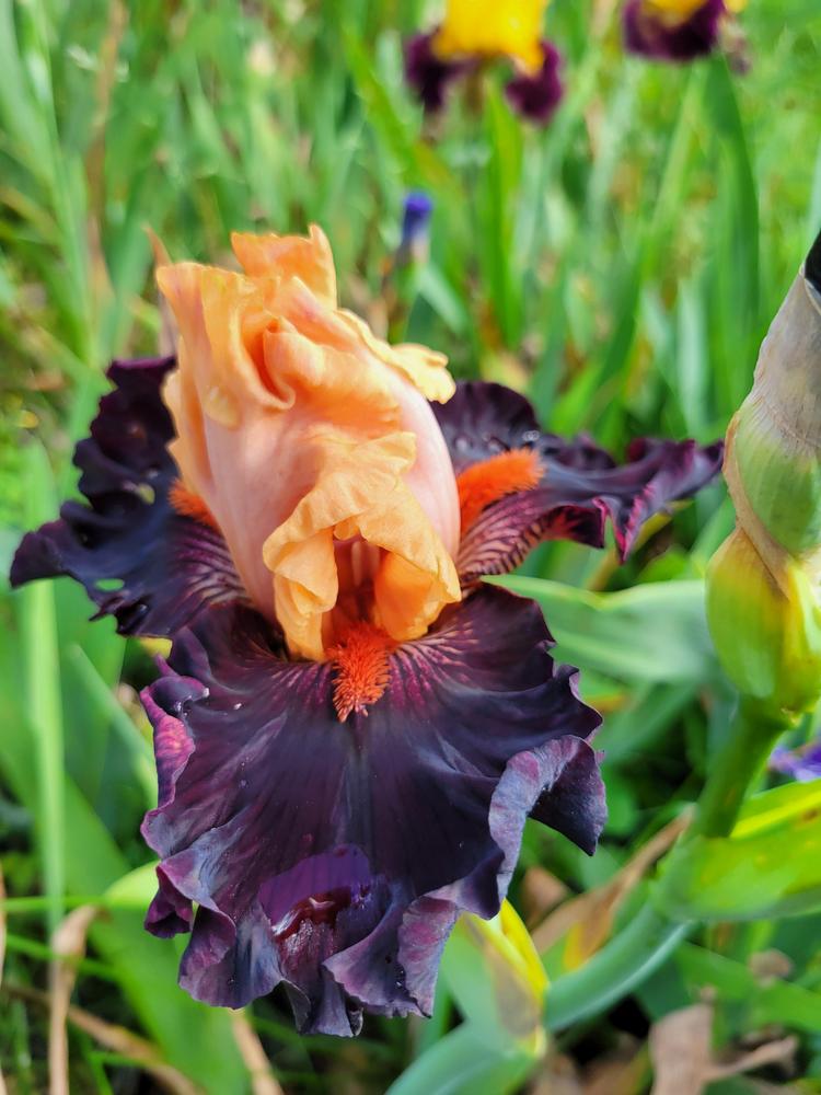 Photo of Tall Bearded Iris (Iris 'Headless Horseman') uploaded by KyDeltaD
