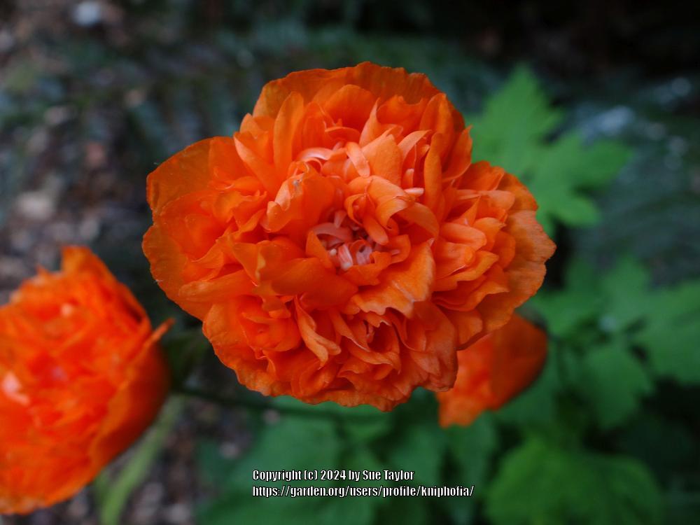 Photo of Welsh Poppy (Papaver cambricum 'Flore Pleno') uploaded by kniphofia