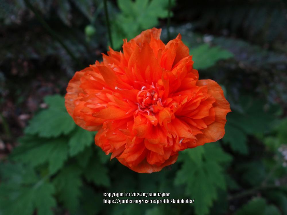 Photo of Welsh Poppy (Papaver cambricum 'Flore Pleno') uploaded by kniphofia