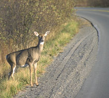 The greater frequency of deer encounters on suburban roads indicates their increasing numbers.