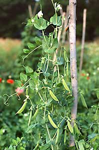 Old-time shell peas ramble up trellis fashioned of prunings