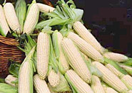 'Silver Queen' sweet corn