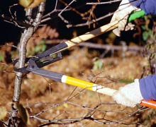 Use loppers to cut branches that are too large for hand shears, but too small for a saw.