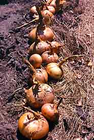 seed onions