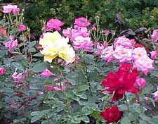 A Hybrid Tea Rose Garden