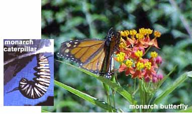 Monarch butterfly and larvae