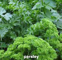 Parsley is a good food plant for butterfly larvae.