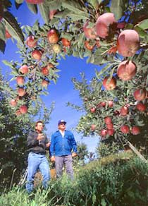 Growers survey their ripening crop of scab-resistant 'Redfree' apples