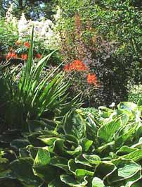 When designing your shade garden, consider texture as well as color. Here, the bright orange flowers and straplike foliage of crocosmia contrast nicely with the large hosta.