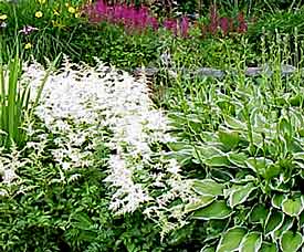 White-flowered astilbe complements the white-edged hosta.