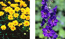 Bright yellow coreopsis and deep blue delphinum illustrate the effectiveness of using complementary colors.