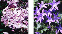 A harmonious color scheme might include a lavender phlox and blue campanula.