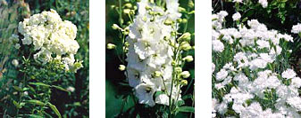 White-flowered phlox, delphiniums, and carnations create an elegant perennial garden.