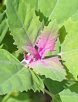 If allowed to go to seed, lambsquarters will take over a garden bed.