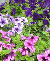 For masses of color in a sunny spot, you can't go wrong with petunias. 