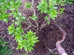 A thin layer of coffee grounds is a superb mulch for most shrubs.