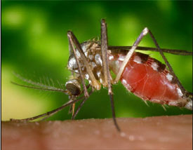 Mosquitoes are not only nuisances, they also can transmit various diseases. (Photo courtesy the Center for Disease Control, www.cdc.gov)