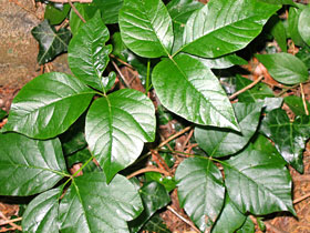 Watch out for poison ivy's "leaves of three." Let them be!