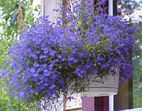 A hanging basket filled with lobelia welcomes visitors.