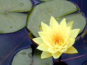 This water lily sparkles in a small container water garden.