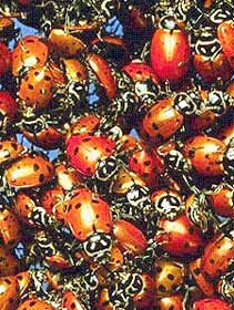 Lady beetles use pheremones to find each other in the fall and form clusters.
