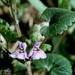 Weed info for Ground Ivy