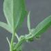Weed info for Lambsquarters