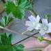 Weed info for Mallow