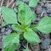 Weed info for Pigweed
