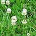 Weed info for White Clover