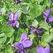 Weed info for Wild Violets
