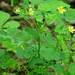 Weed info for Woodsorrel
