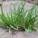 Weed info for Annual Bluegrass