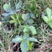 Weed info for Cinquefoil