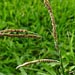 Weed info for Dallisgrass