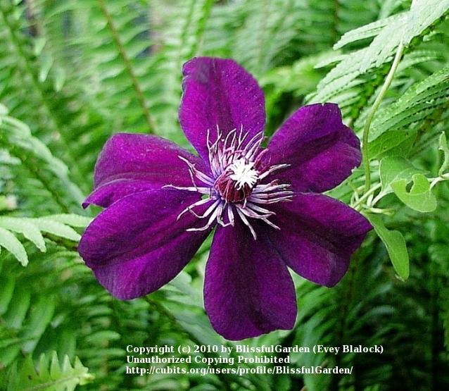 Photo of Clematis Huvi™ uploaded by BlissfulGarden