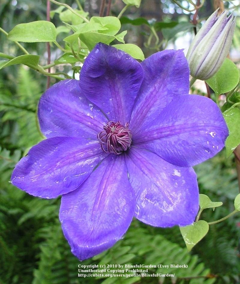 Photo of Clematis 'Elsa Spath' uploaded by BlissfulGarden