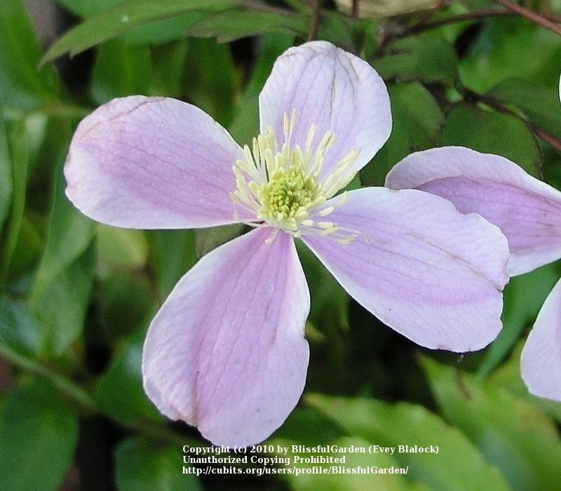 Photo of Clematis (Clematis montana 'Pink Perfection') uploaded by BlissfulGarden