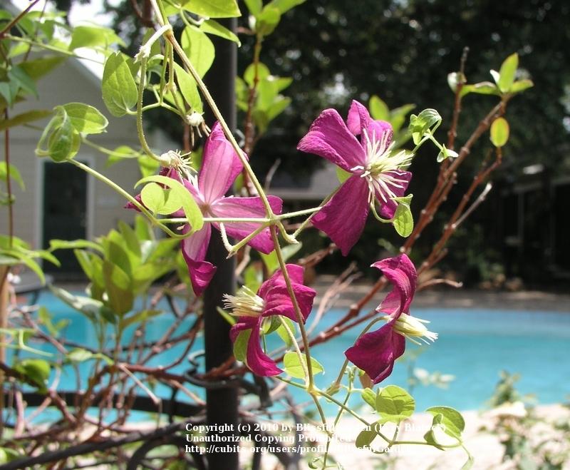 Photo of Clematis (Clematis viticella 'Madame Julia Correvon') uploaded by BlissfulGarden
