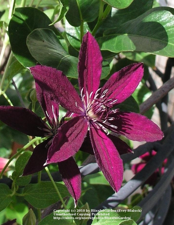 Photo of Clematis Ruutel™ uploaded by BlissfulGarden