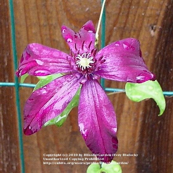Photo of Clematis 'Sunset' uploaded by BlissfulGarden