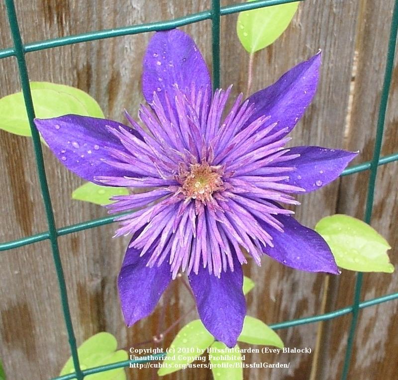 Photo of Clematis 'Multi Blue' uploaded by BlissfulGarden