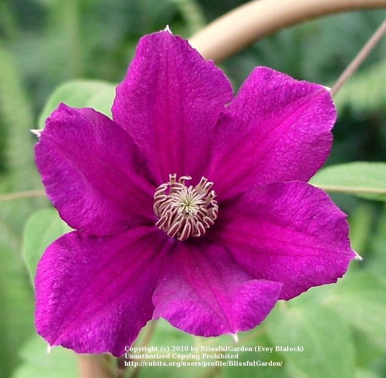 Photo of Clematis 'Ernest Markham' uploaded by BlissfulGarden